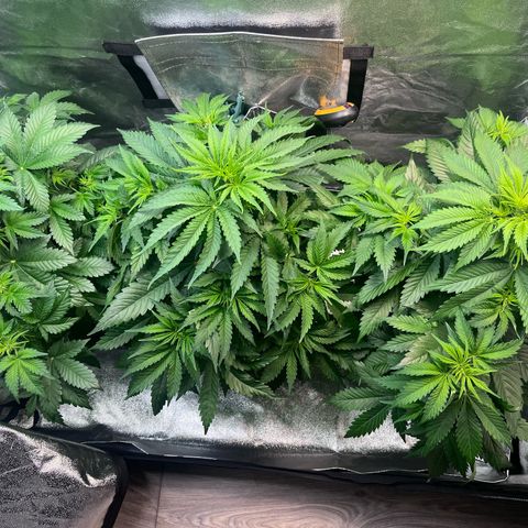 Auto SFV OG growlog timeline photo