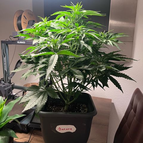 Auto SFV OG growlog timeline photo