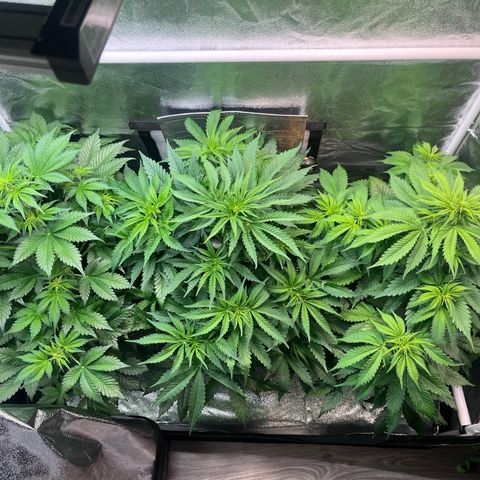 Auto SFV OG growlog timeline photo