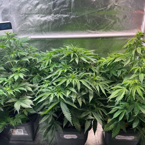 Auto SFV OG growlog timeline photo