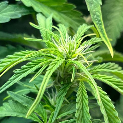 Auto Banana Blaze growlog timeline photo