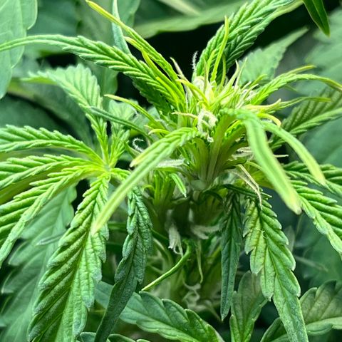 Auto Banana Blaze growlog timeline photo