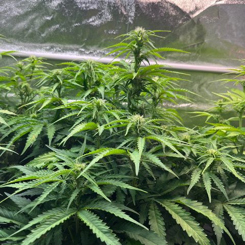 Auto Banana Blaze growlog timeline photo