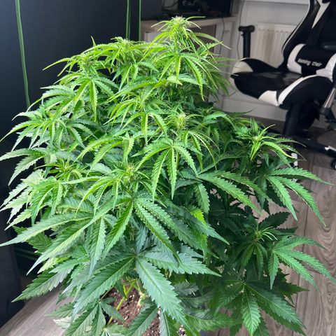 Auto Banana Blaze growlog timeline photo