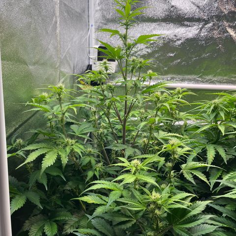 Auto SFV OG growlog timeline photo