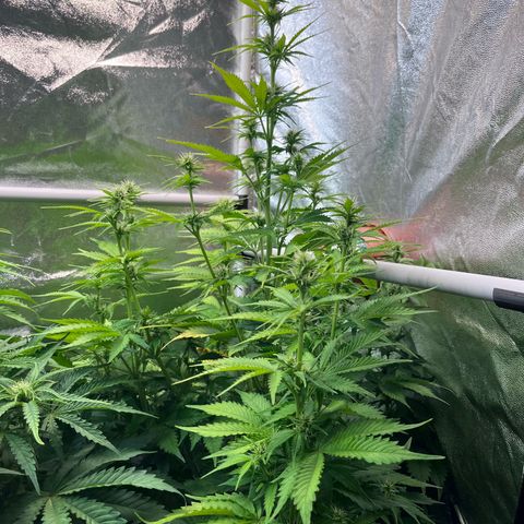 Auto Skywalker Haze growlog timeline photo