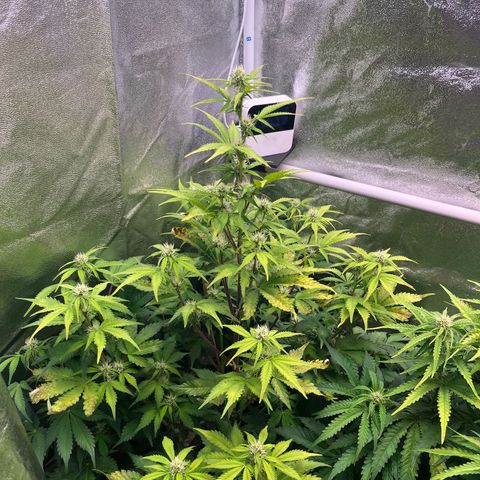 Auto SFV OG growlog timeline photo