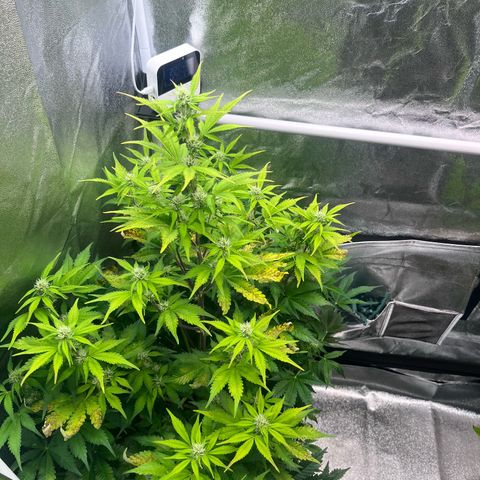 Auto SFV OG growlog timeline photo