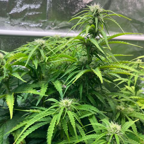 Auto Banana Blaze growlog timeline photo