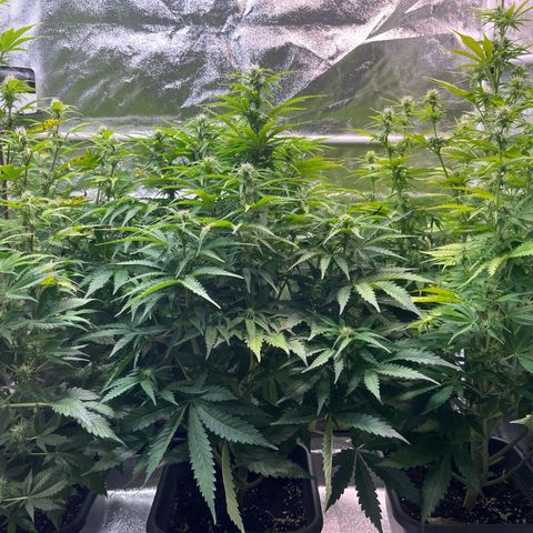 Auto Banana Blaze growlog timeline photo