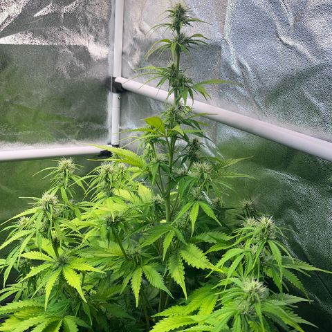 Auto Skywalker Haze growlog timeline photo