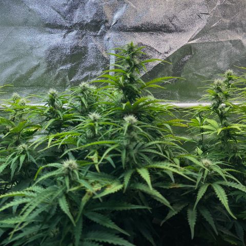 Auto Banana Blaze growlog timeline photo
