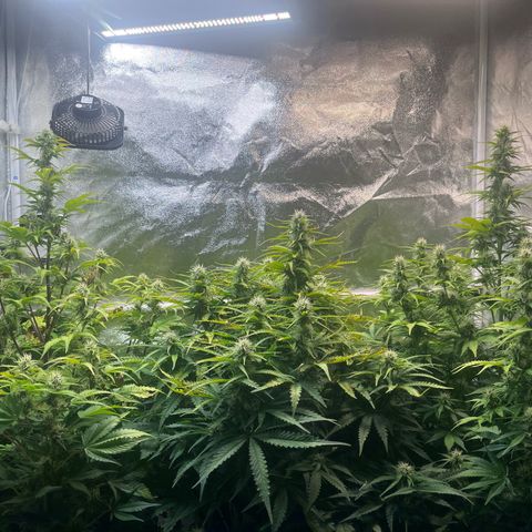 Auto SFV OG growlog timeline photo