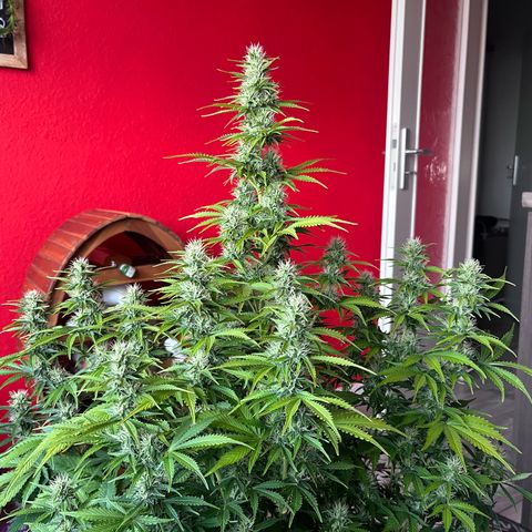 Auto Skywalker Haze growlog timeline photo