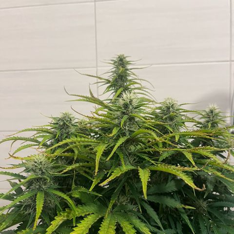 Auto Banana Blaze growlog timeline photo