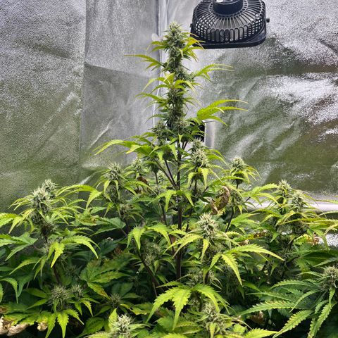 Auto SFV OG growlog timeline photo