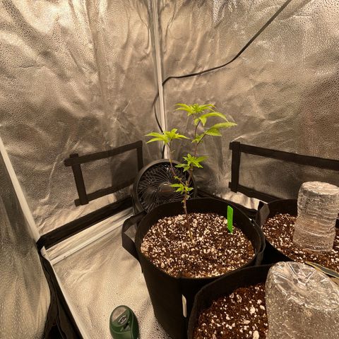 Twisted Helix #1 growlog photo: Watered with PH 5.8 water solo cup and a half 
Also sprayed water on leaves and shook 
Topped two leaves in hopes of higher yield 