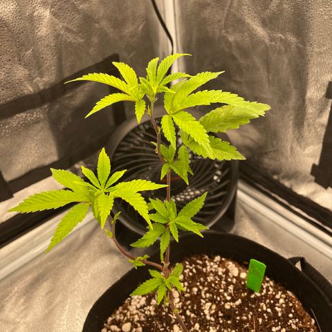 Twisted Helix #1 growlog photo: Watered with PH 5.8 water solo cup and a half 
Also sprayed water on leaves and shook 
Topped two leaves in hopes of higher yield 