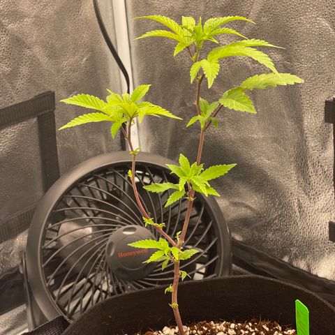 Twisted Helix #1 growlog photo: Watered with PH 5.8 water solo cup and a half 
Also sprayed water on leaves and shook 
Topped two leaves in hopes of higher yield 