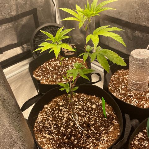 Twisted Helix #1 growlog photo: Finally got to 12” tall. 
Stem at base is turning green again 
More sun leaves are appearing. 
I am going to start LST training today 