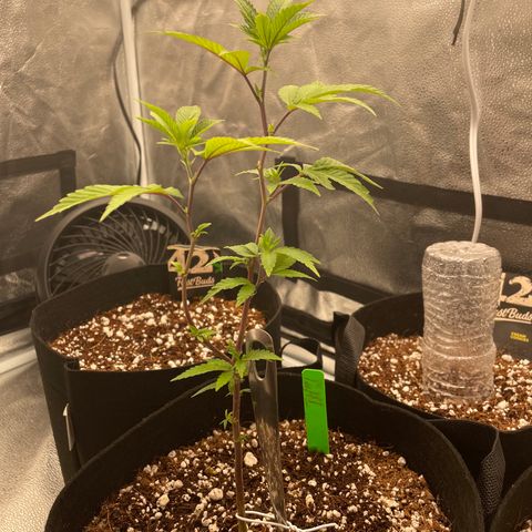 Twisted Helix #1 growlog photo: Finally got to 12” tall. 
Stem at base is turning green again 
More sun leaves are appearing. 
I am going to start LST training today 
