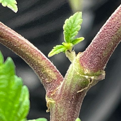 Twisted Helix #1 growlog timeline photo