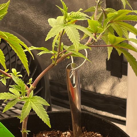 Twisted Helix #1 growlog timeline photo