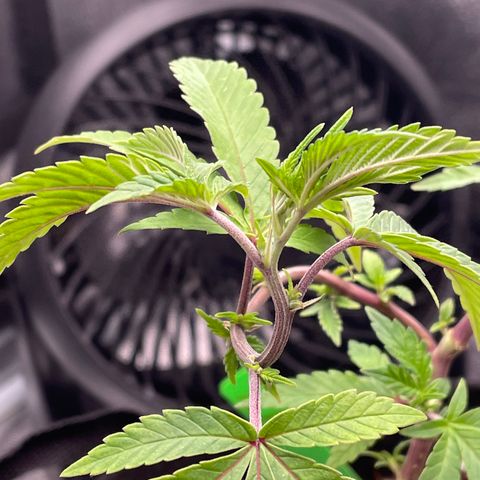 Twisted Helix #1 growlog timeline photo