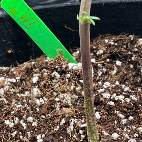 Twisted Helix #1 growlog timeline photo