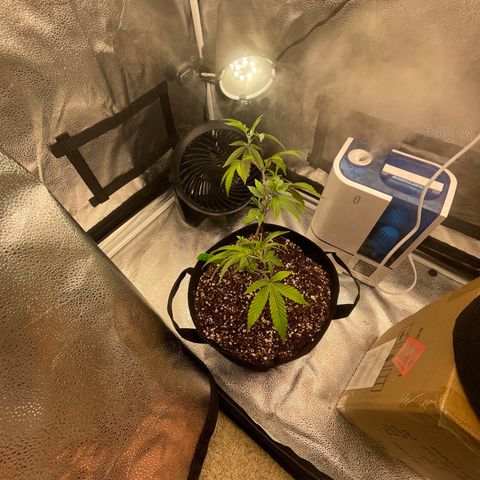 Twisted Helix #1 growlog timeline photo