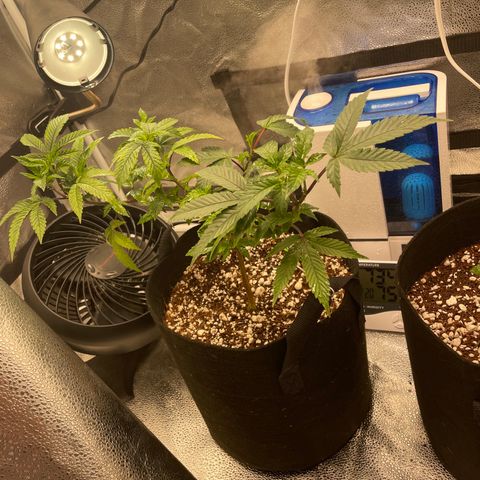 Twisted Helix #1 growlog timeline photo