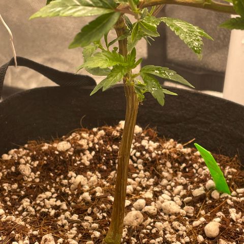Twisted Helix #1 growlog timeline photo