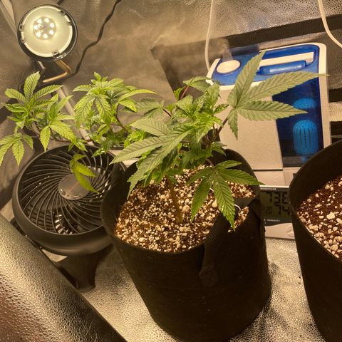 Twisted Helix #1 growlog timeline photo