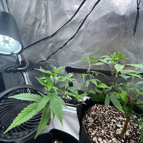 Twisted Helix #1 growlog timeline photo