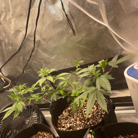 Twisted Helix #1 growlog timeline photo
