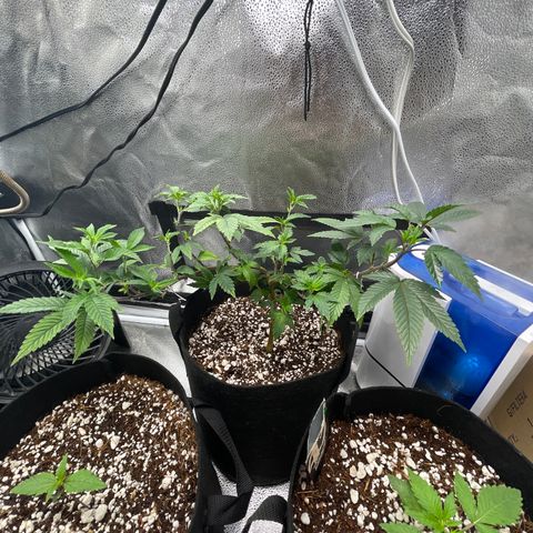 Twisted Helix #1 growlog timeline photo