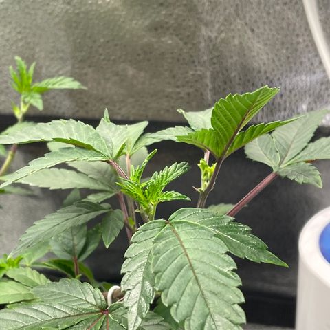 Twisted Helix #1 growlog timeline photo