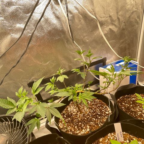 Twisted Helix #1 growlog photo: 32” long 
14 inch stem height 