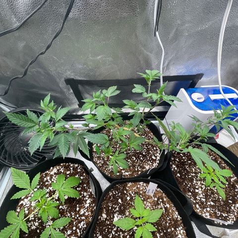 Twisted Helix #1 growlog photo: 32” long 
14 inch stem height 