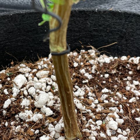 Twisted Helix #1 growlog photo: 32” long 
14 inch stem height 