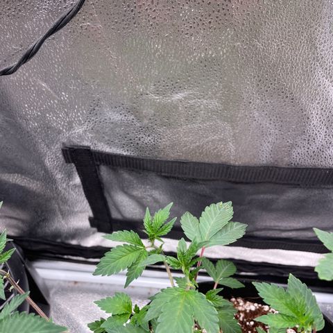 Twisted Helix #1 growlog photo: 32” long 
14 inch stem height 