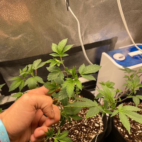 Twisted Helix #1 growlog photo: 32” long 
14 inch stem height 