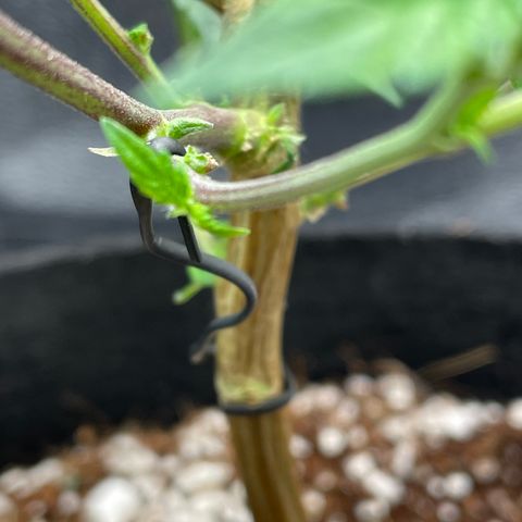 Twisted Helix #1 growlog photo: 32” long 
14 inch stem height 