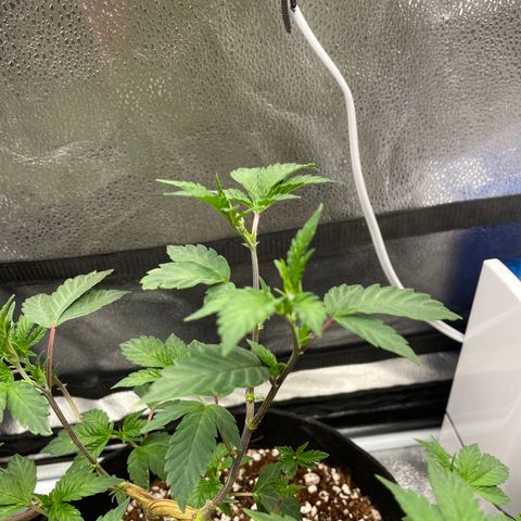 Twisted Helix #1 growlog photo: 32” long 
14 inch stem height 