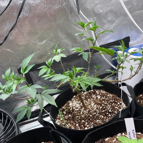 Twisted Helix #1 growlog photo: 32” long 
14 inch stem height 
