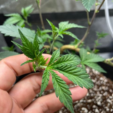 Twisted Helix #1 growlog photo: 32” long 
14 inch stem height 
