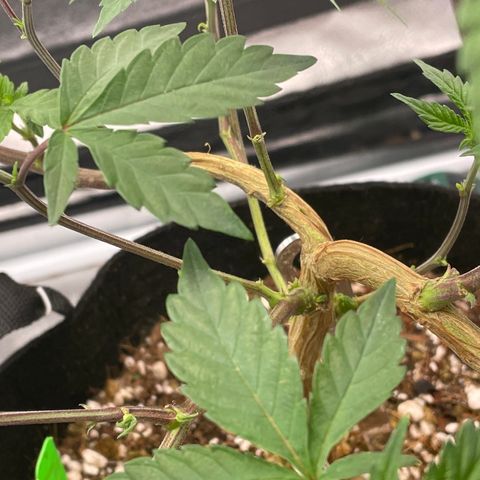 Twisted Helix #1 growlog timeline photo