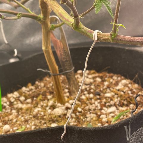 Twisted Helix #1 growlog timeline photo