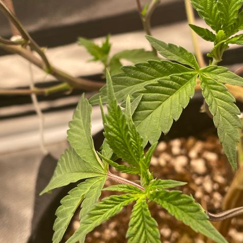 Twisted Helix #1 growlog timeline photo