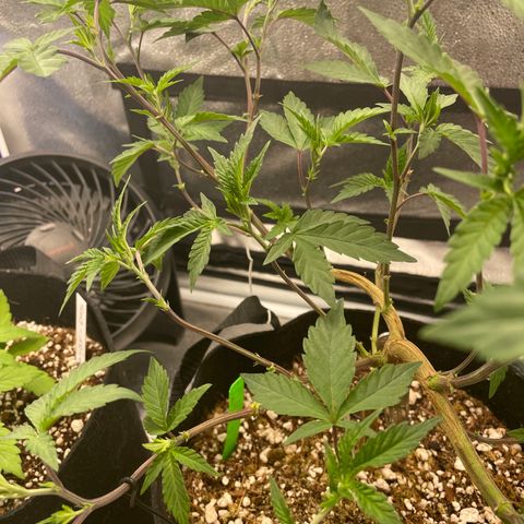 Twisted Helix #1 growlog timeline photo